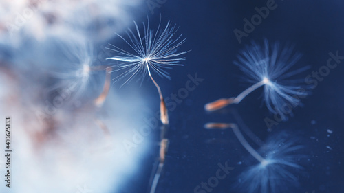 Macro photo, dandelion seeds in dew drops on a mystical blue background