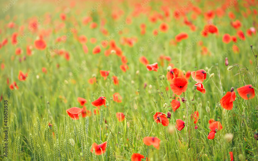 Wild red poppies growing in green field of unripe wheat, shallow depth of field photo
