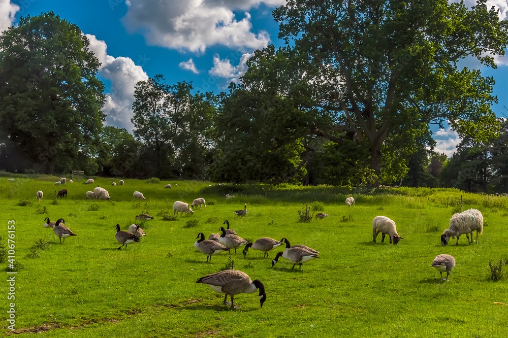 Canadian Geese and sheep graze in a summer pasture in Warwickshire, UK