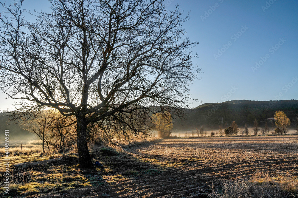 Naklejka premium landscape with trees
