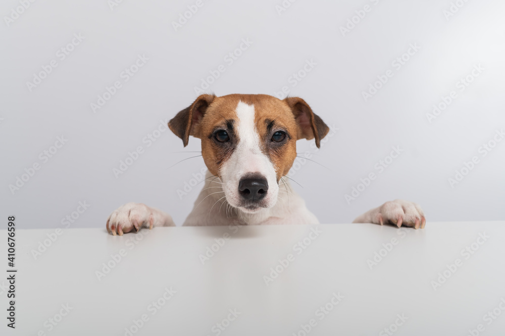 Gorgeous purebred Jack Russell Terrier dog peeking out from behind a banner on a white background. Copy space Gorgeous purebred Jack Russell Terrier dog peeking out from behind a banner on a white background. Copy space
