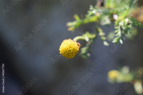 Closeup on the flower head of a pineappleweed (Matricaria discoidea) seen from above photo