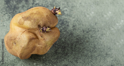 Fototapeta Naklejka Na Ścianę i Meble -  deformed ugly potato with sprouts on dark green background. Potato seeds on a vegetable.Food waste concept