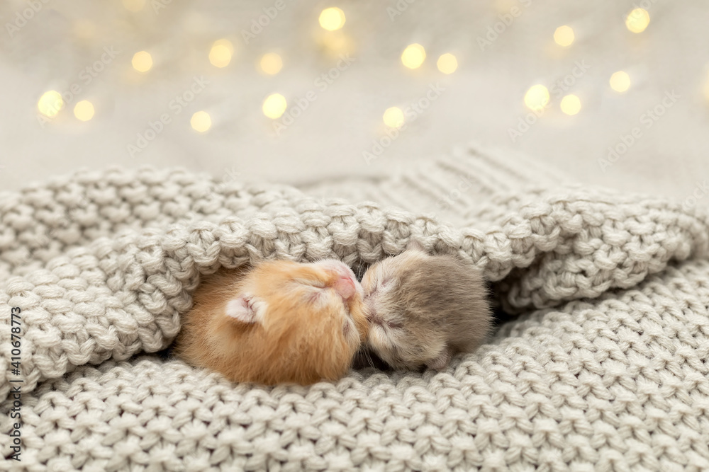Cute newborn kittens sleeping together Cute newborn kittens sleeping together