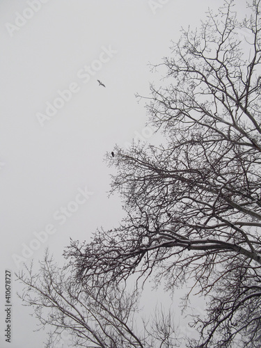 Nature background , tree branches , winter .