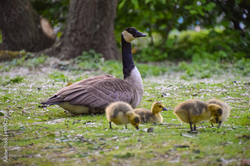 A Canada goose mother and her newborn goslings in a park.