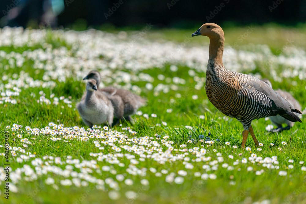 The Upland goose or Magellan goose (Chloephaga picta) The Upland goose or Magellan goose (Chloephaga picta)