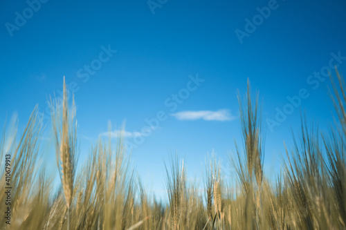 Gold or brown wheat and blue sky. Beautiful natural grass desktop background