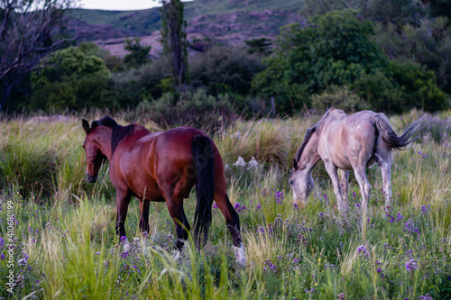 Horses on Argentine routes gravel and dirt between countryside landscapes mountains and mountains of Cordoba Argentina in the vicinity of Characato in summer