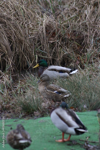 duck in a pond