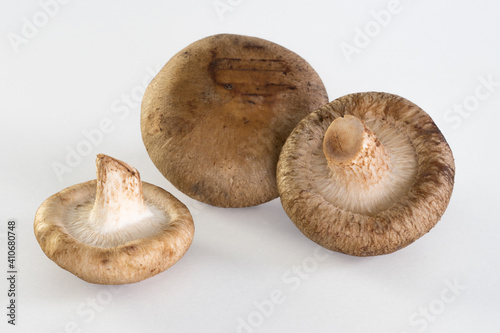 Shiitake-Pilze fresh raw mushroom close up