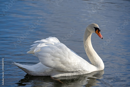 H  ckerschwan auf einem See