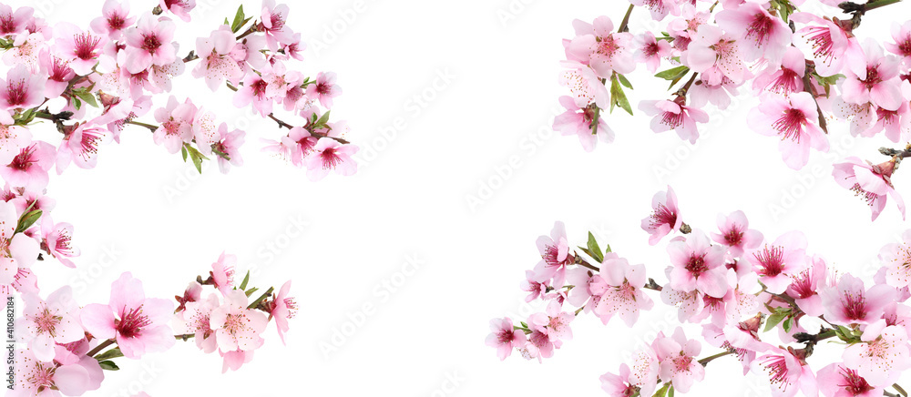 Amazing spring blossom. Tree branches with beautiful flowers on white background, banner design