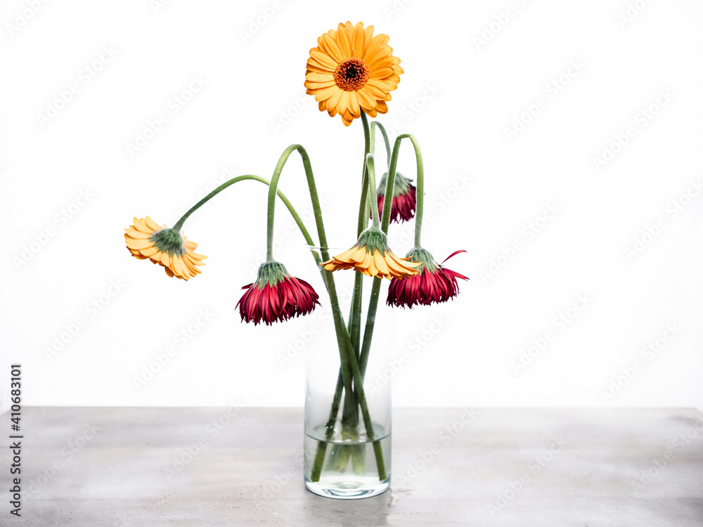 Fototapeta premium One fresh orange gerbera flower among the withered gerbera. The concept of true love.