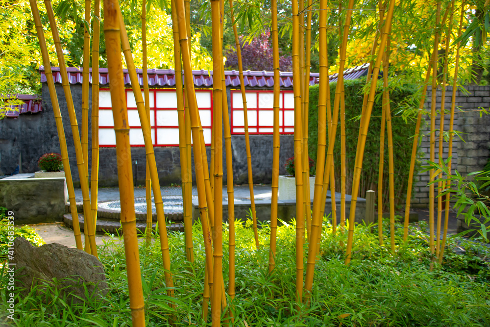 Fototapeta premium bambuswald, chinesische park, entspannung