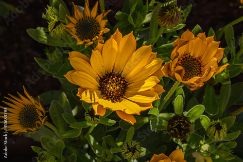 yellow flowers in the garden