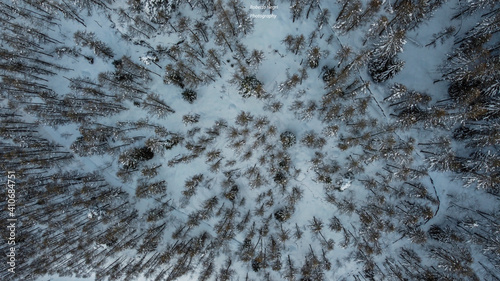 Snowy trees