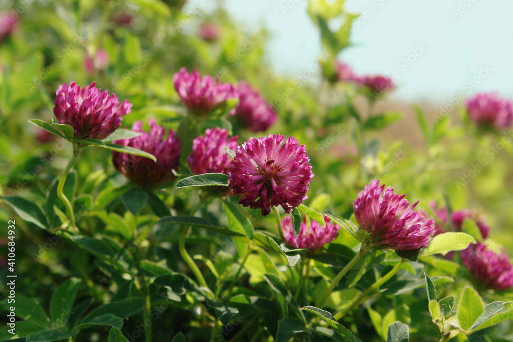Wild red clover on the meadow, close-up, space for text. A purple-red flowers of zigzag clover (Trifolium medium) in the field on a sunny morning Wild red clover on the meadow, close-up, space for text. A purple-red flowers of zigzag clover (Trifolium medium) in the field on a sunny morning