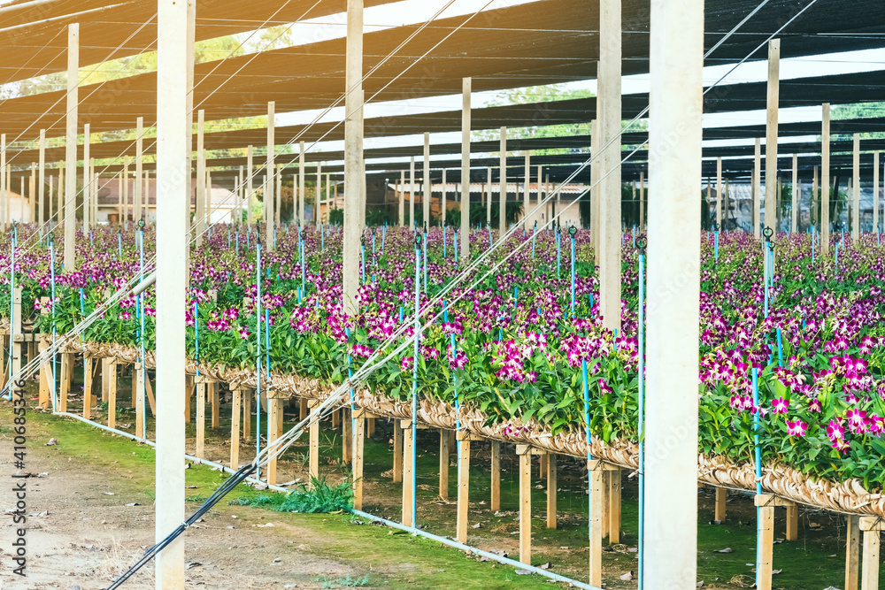 Fototapeta premium Pink flower bouquet on stem of Dendrobium orchid with spray water for nursery flora business in the greenhouse, Tropical plant for ornamental, Beautiful floral for nature background. Selective focus.