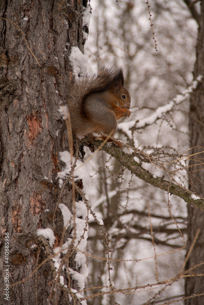 Fototapeta premium winter landscape in the park on a snow-covered tree among the branches sits an adult squirrel
