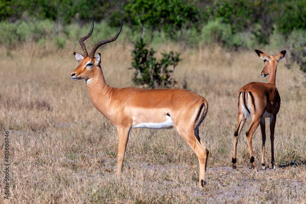 Impala Antelope - Botswana - Africa Impala Antelope - Botswana - Africa