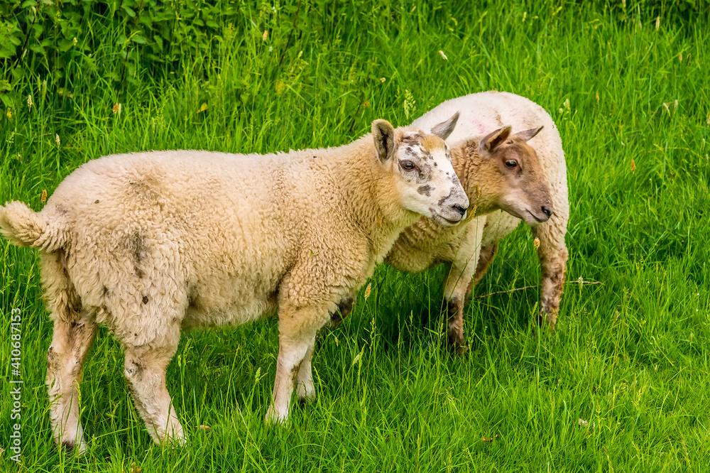 Fototapeta premium Two lambs playing in a pasture next to a lake in Warwickshire, UK