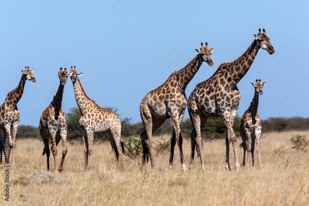 Obraz premium Giraffe in the Savuti region of Botswana - Africa