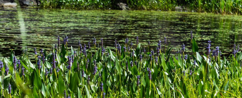Fototapeta premium grass and water