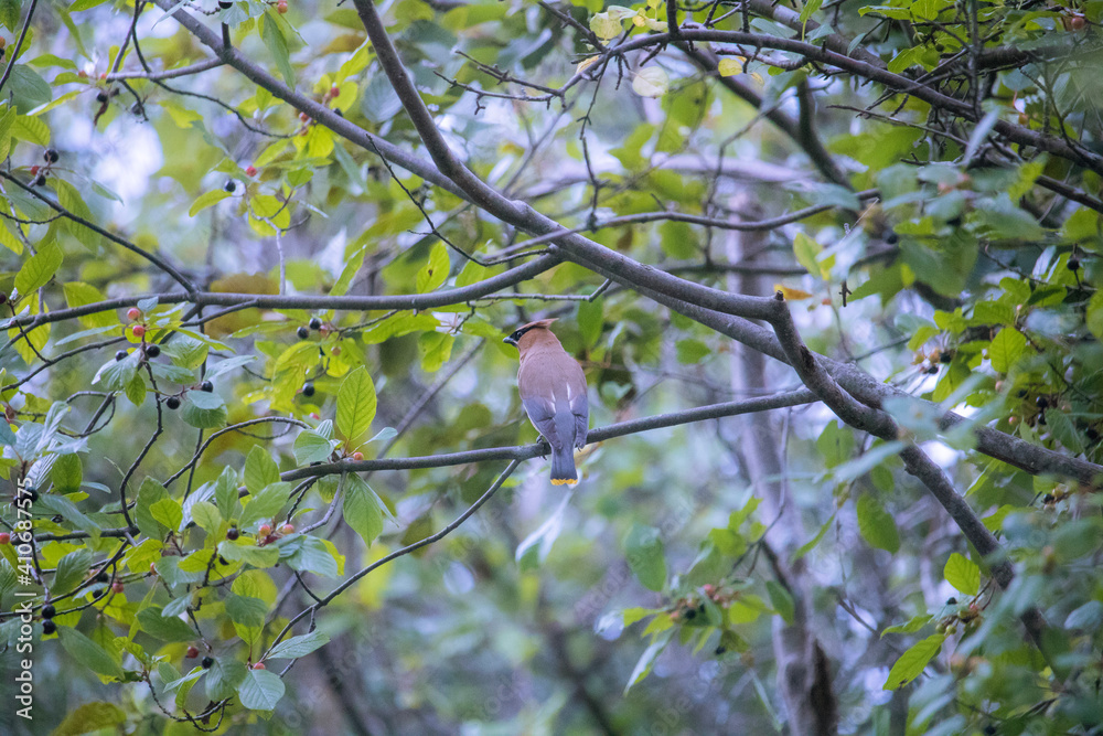 Obraz premium bird on a branch