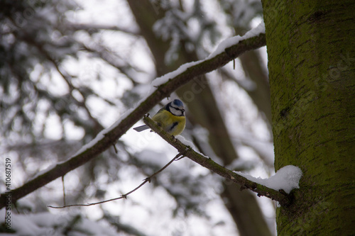 winter landscape forest bird blue bird sitting on a branch in the park