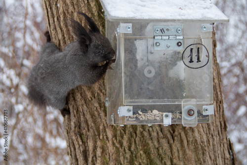 Obraz na płótnie winter landscape in the park a black squirrel climbs into a feeder on a tree tru