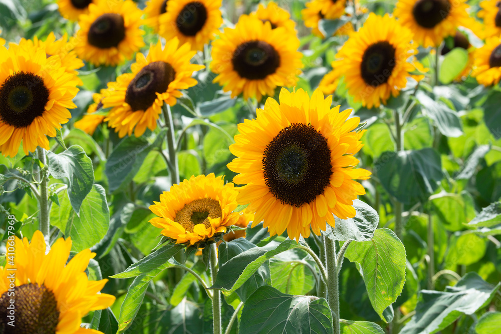 Field of sunflowers. Yellow, orange sunflowers grow in the field. Agricultural crops. Field of sunflowers. Yellow, orange sunflowers grow in the field. Agricultural crops.