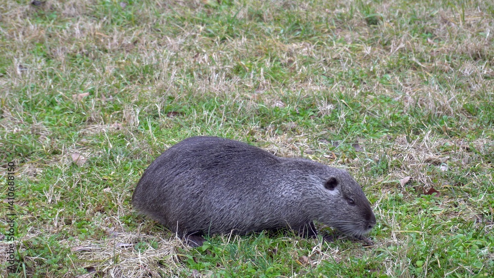 Nutria big rats , herbivorous, semiaquatic rodent in Navigli Canals of Milan near downtown of the city - during Covid-19 Coronavirus nature and animals animals recover space to live Nutria big rats , herbivorous, semiaquatic rodent in Navigli Canals of Milan near downtown of the city - during Covid-19 Coronavirus nature and animals animals recover space to live