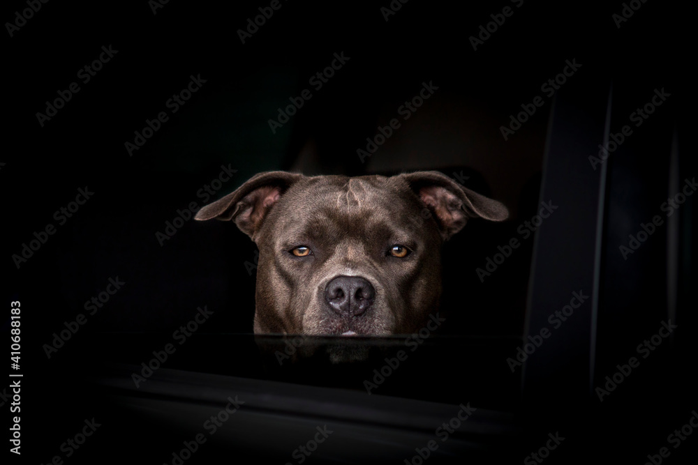 portrait of bull terrier guarding in the car window