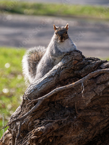 squirrel on a tree © TH848