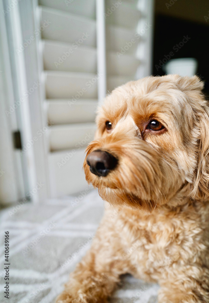 Cute Cockapoo Poodle, Cockapoo Breed, Poodle Mix Puppy Cute Cockapoo Poodle, Cockapoo Breed, Poodle Mix Puppy