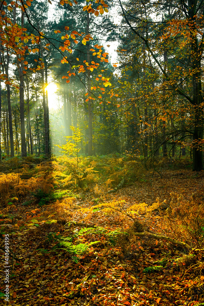 Obraz premium autumn in the forest