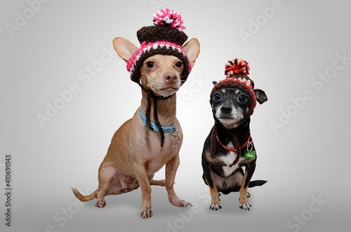  Potret anjing dengan gaya  memakai topi photo