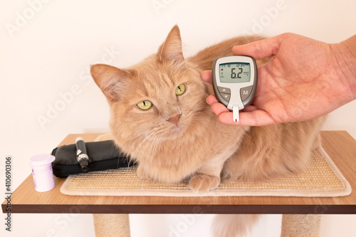 Cat's owner while measuring the blood sugar values of his feline. Cats and diabetes concept. Glycemia measurement in diabetic cat. Use of glucometer for checking up the blood glucose  on pets.