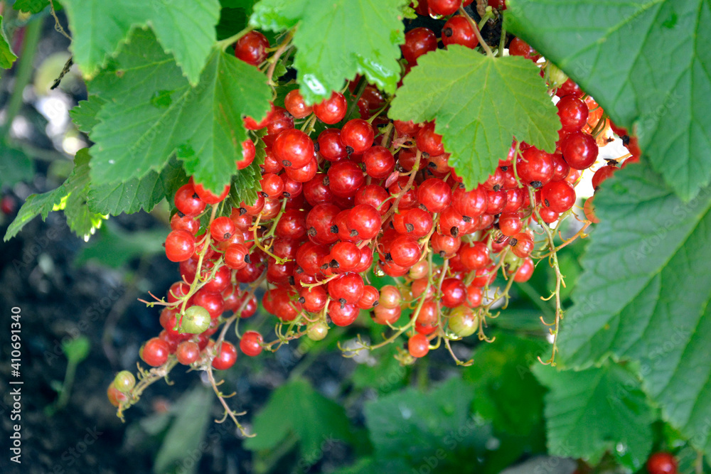 Obraz premium Red currant close up. Berry bushes with fruits. Ripe berries hang in clusters on a bush branch. Harvesting in summer.