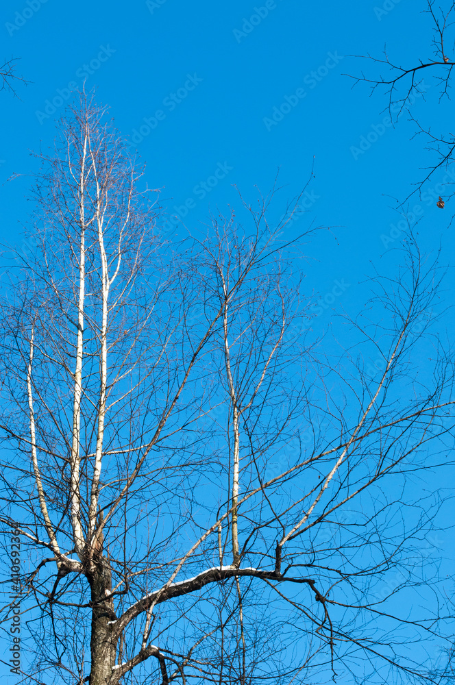 View of birch branches against the blue sky. Clear sunny day. View of birch branches against the blue sky. Clear sunny day.