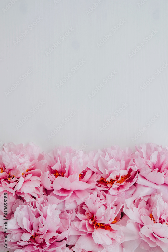 Beautiful fresh pink peony flowers in full bloom on white background. Floral flat lay, top view. Copy space for text. Mother's day or Valentine's day card. Beautiful fresh pink peony flowers in full bloom on white background. Floral flat lay, top view. Copy space for text. Mother's day or Valentine's day card.