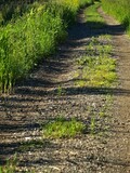 Sand road in the middle of green meadow.

OLYMPUS DIGITAL CAMERA