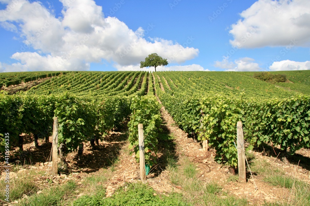 Vineyard in Loire Valley France Vineyard in Loire Valley France