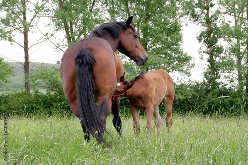 Ein braunes Pferd mit Fohlen auf der Weide. Gerthausen, Rhoen, Meiningen, Thuringen, Deutschland, Europ A brown horse with foal on the pasture. Gerthausen, Rhoen, Meiningen, Thuringia, Germany, Europe