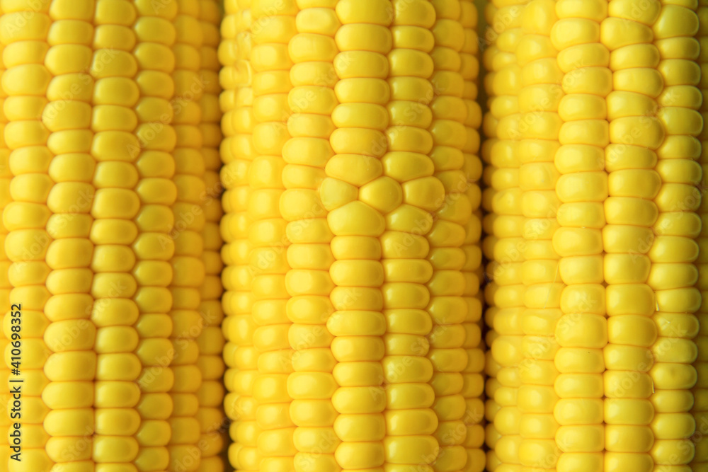 Three ears of young corn close-up. The texture of a yellow, golden corn grain. The concept of agriculture.Natural and healthy eco-food for humans. Macro. Top view. Flatlay Three ears of young corn close-up. The texture of a yellow, golden corn grain. The concept of agriculture.Natural and healthy eco-food for humans. Macro. Top view. Flatlay