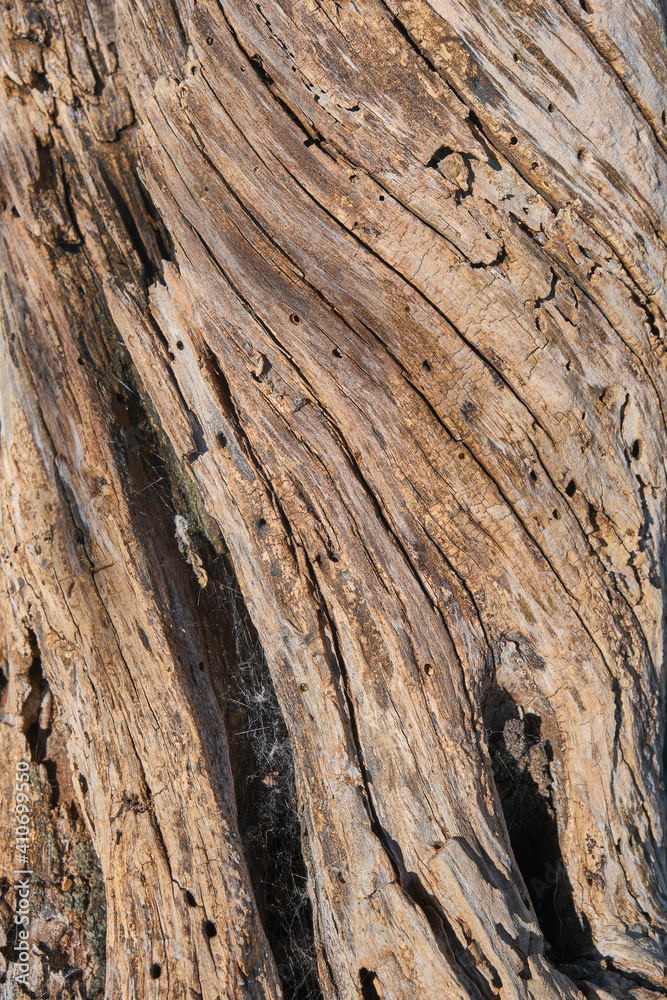 Tree trunk surface. Abstract wood material background. Tree bark texture Tree trunk surface. Abstract wood material background. Tree bark texture