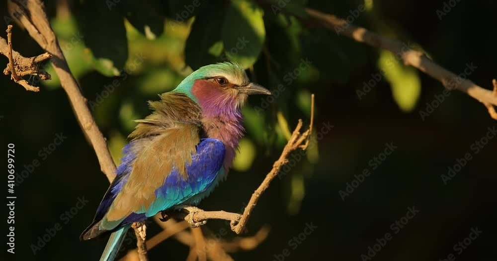 Lilac-breasted roller, Coracias caudatus, head with blue sky. Pink and blue animal. Evening sunset with bird on the tree. Beautiful African bird, close-up portrait. Detail portrait of beautiful bird.