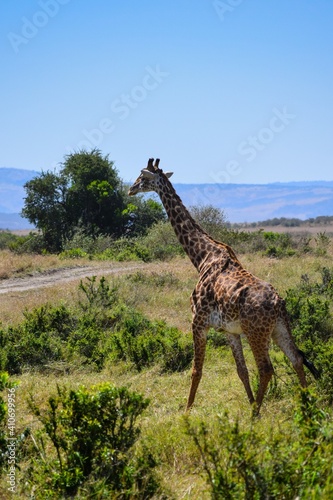 portrait of giraffe in the savannah