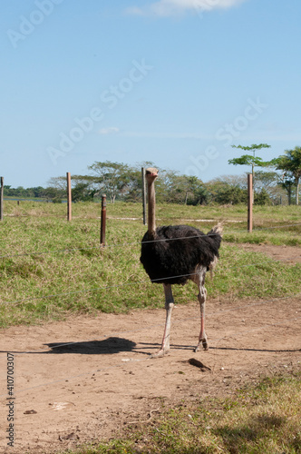 avestruces
